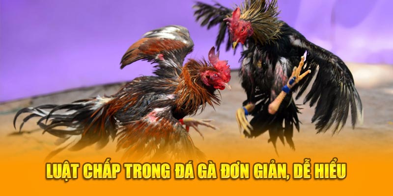 Giải thích luật chấp trong đá gà đơn giản dễ hiểu