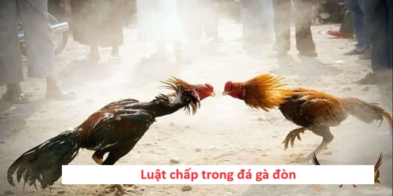 Luật chấp trong đá gà đòn